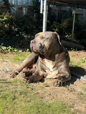 American Bully XL Rüde 