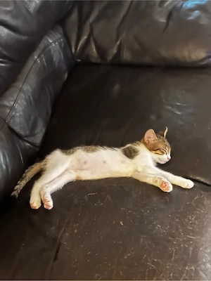 süße extrem verschmußte baby katze abzugeben