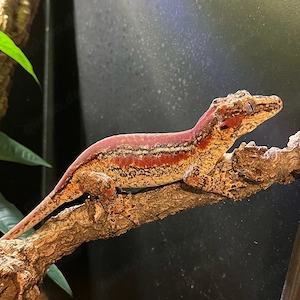 Höckerkopfgecko Weibchen (Six stripe)