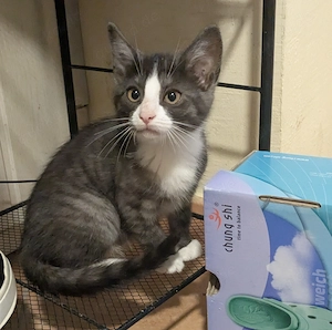 Katze  weibl. Geimpft 