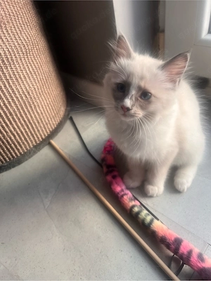 Reinrassige Ragdoll Kitten