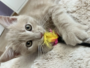 British Kurzhaar  Main coon Kitten 