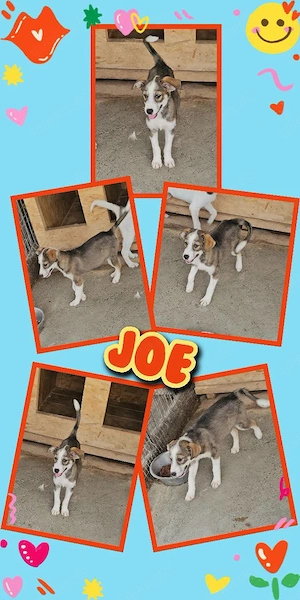 wunderschöner Welpenjunge "Joe" sucht ein liebevolles Zuhause