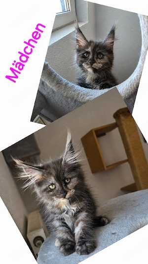    Reinrassige Maine Coon Kitten 10 Wochen alt