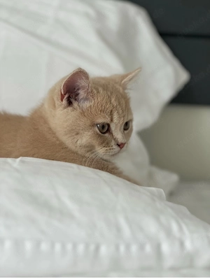 Reinrassiges BKH Kitten in liebevolle Hände abzugeben 