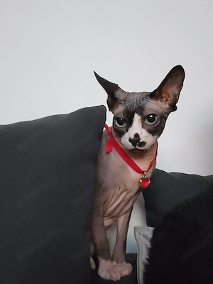 2xSphynx kastriert, gechipt, geimpft 