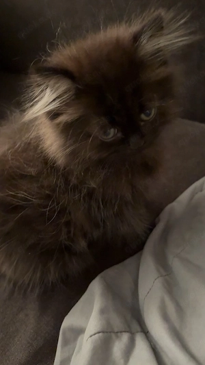 britische katze 