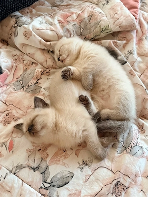 Reinrassige BKH-Kitten