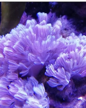 Suche : Xenia, Meerwasser