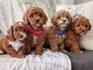 Super Maltipoo welpen