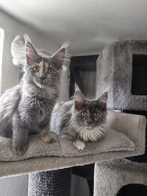 Maine Coon kitten 