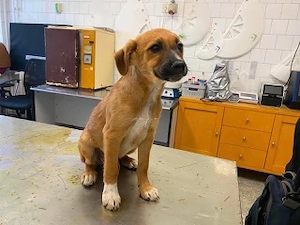 Odysseus, zzt. in Ungarn, ist ein junger Hund der sein ganzes Leben noch vor sich hat