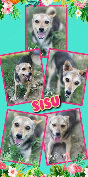 kleine, fröhliche, sehr liebe, menschenbezogene Hündin "Sisu" sucht ein liebevolles Zuhause