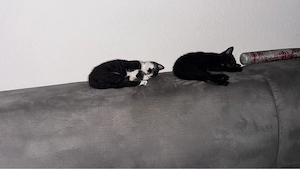 BKH Katzen 