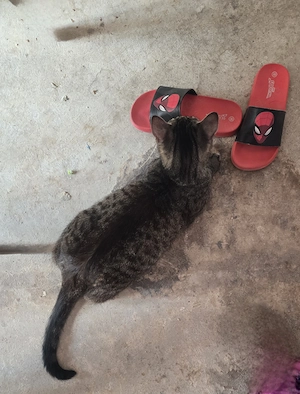 2 Katzen abzugeben 