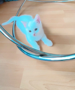 Süßer weißer Kater, ca. 10 Wochen alt