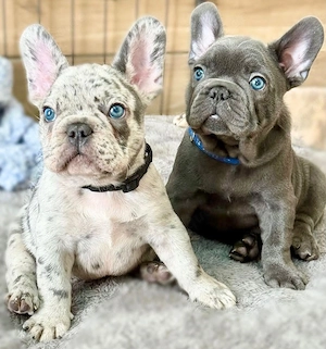 Tierärztlich untersucht Französische Bulldoggen Welpen(F1)!!