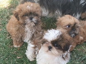 Shih Tzu Rasselbande sucht..