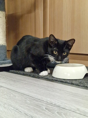 Babykätzchen in liebevolle Hände abzugeben 