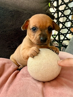 Mini Toy Terrier