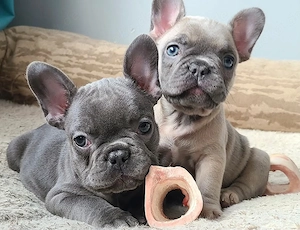 Verspielter blauer Französische Bulldoggen Welpen