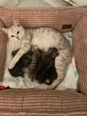 katzenbaby BKH mix