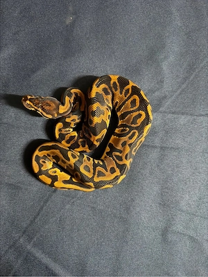 1,0 Leopard het Piebald pos het Clown Ultramel