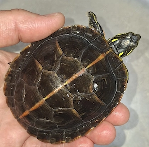 Besondere Chrysemys picta dorsalis nur zur Einzelhaltung!!!!!