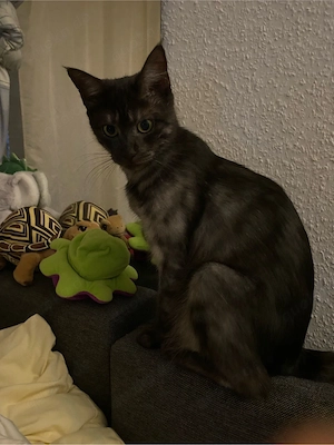 Maine Coon Minx