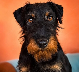 Otis - witziger Kerl sucht Zuhause!