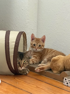 zwei süße kater abzugeben