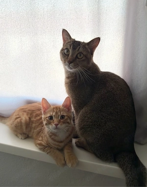 zwei süße kater abzugeben