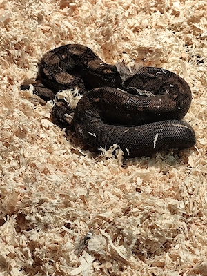 Heute Boa constrictor Nachzucht