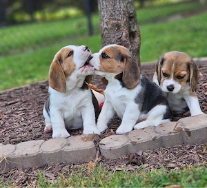 Beagle Welpen