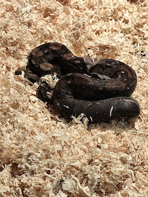 Boa constrictor imperator Nachzucht 
