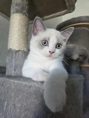 BKH Kitten