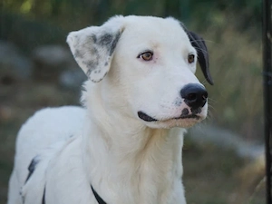 Perro sucht sein Zuhause