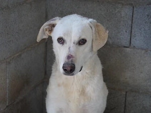 Marta sucht ihr Zuhause (noch auf Sardinien)