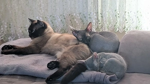 kleine Sphinx BKH Kitten ab ende August abzugeben 