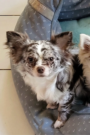 Chihuahua Mischling Schokomerle weiblich mit Zubehör