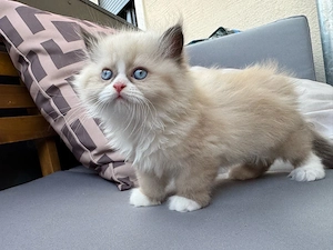 Wunderschöner Perser-Kater mit blauen Augen