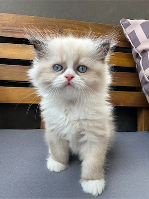 Perser kater sucht noch zuhause   