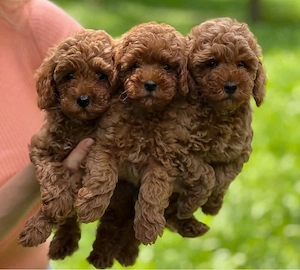 Sweet Toy pudel welpen