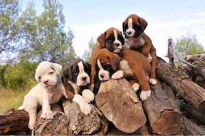 Boxer welpen