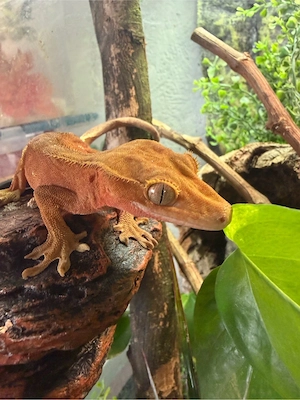 1.0 Orange Harlequin Kronengecko 
