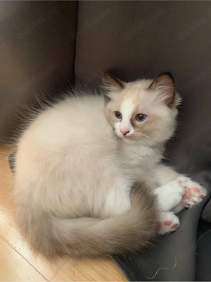 2 bezaubernde Ragdoll-Birma Kätzchen, 11 Wochen alt,  suchen liebevolles Zuhause
