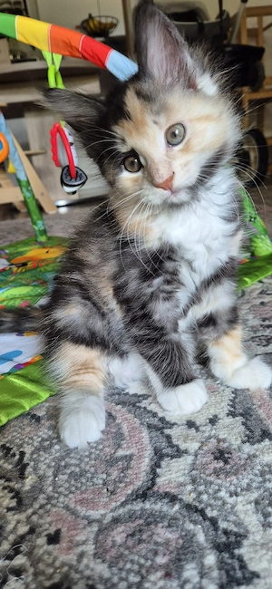 Maine Coon kitten 