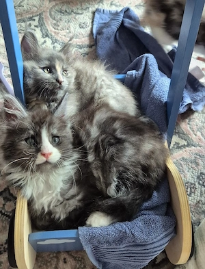 Maine Coon kitten 