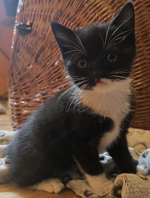 BKH-Mix-Kitten  Bild 7