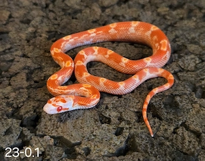 Fire Motley Pied 2026